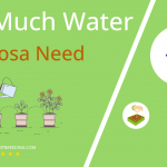 how often to water jaborosa