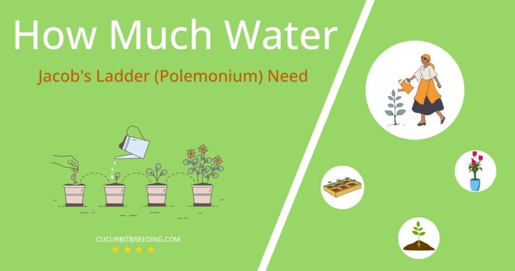 how often to water jacobs ladder polemonium