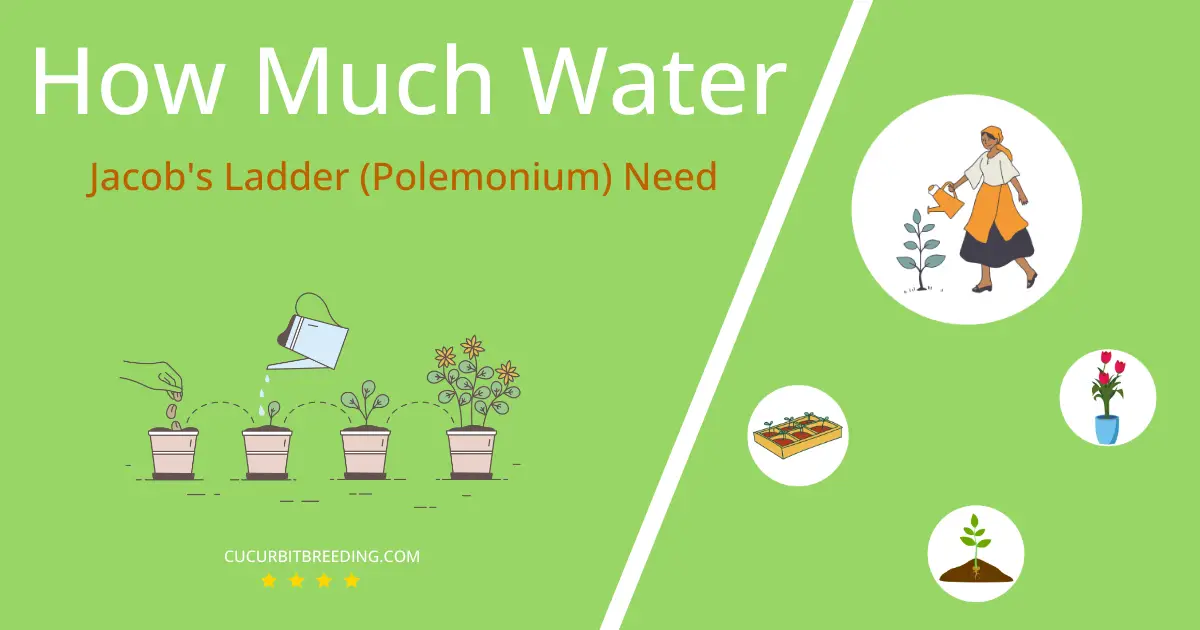 how often to water jacobs ladder polemonium