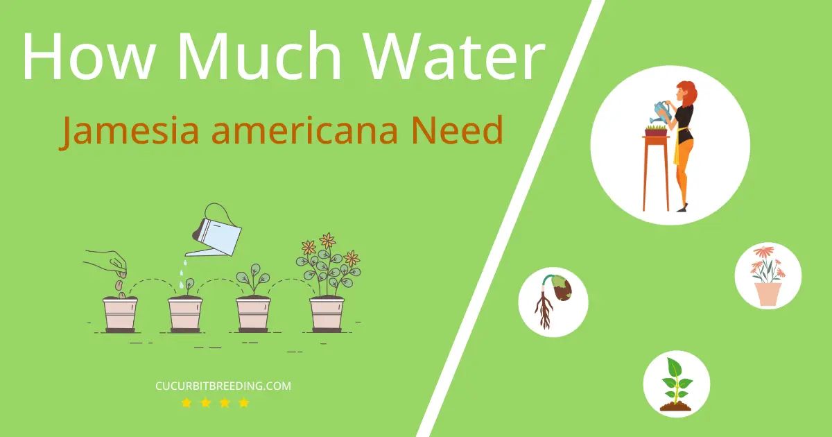how often to water jamesia americana