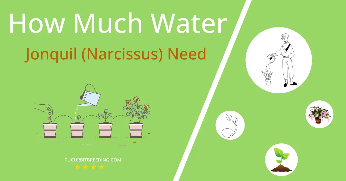 how often to water jonquil narcissus