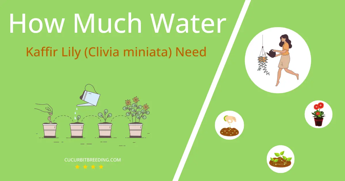 how often to water kaffir lily clivia miniata