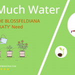 how often to water kalanchoe blossfeldiana flaming katy