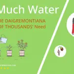 how often to water kalanchoe daigremontiana mother of thousands