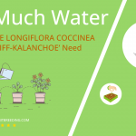 how often to water kalanchoe longiflora coccinea tugela cliff kalanchoe