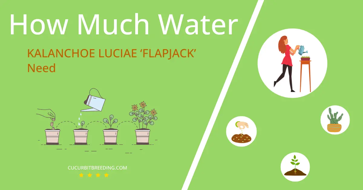 how often to water kalanchoe luciae flapjack