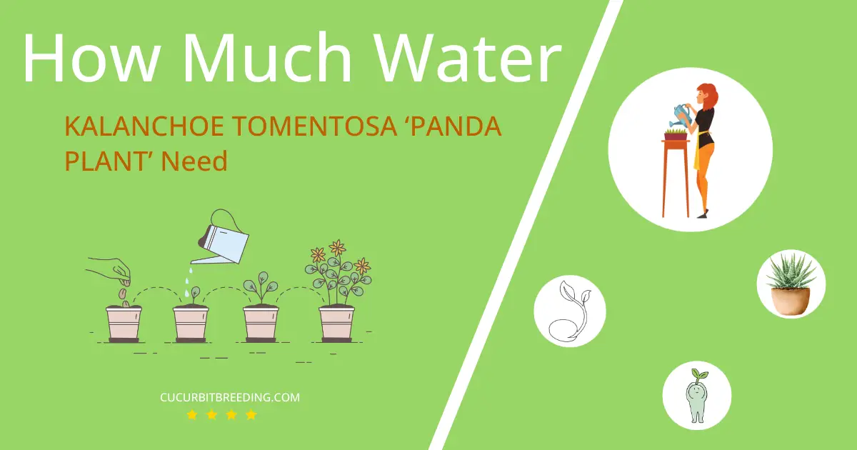 how often to water kalanchoe tomentosa panda plant
