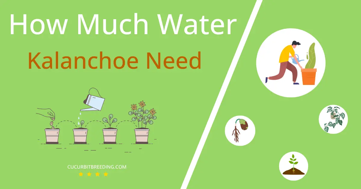 how often to water kalanchoe