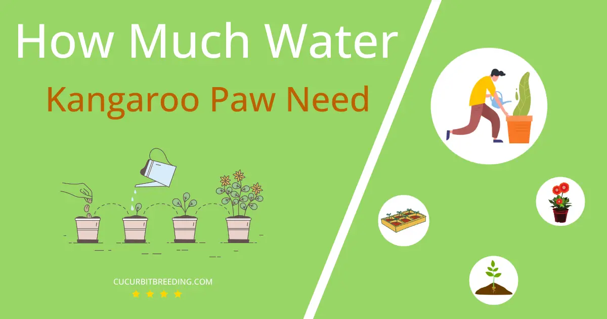 how often to water kangaroo paw
