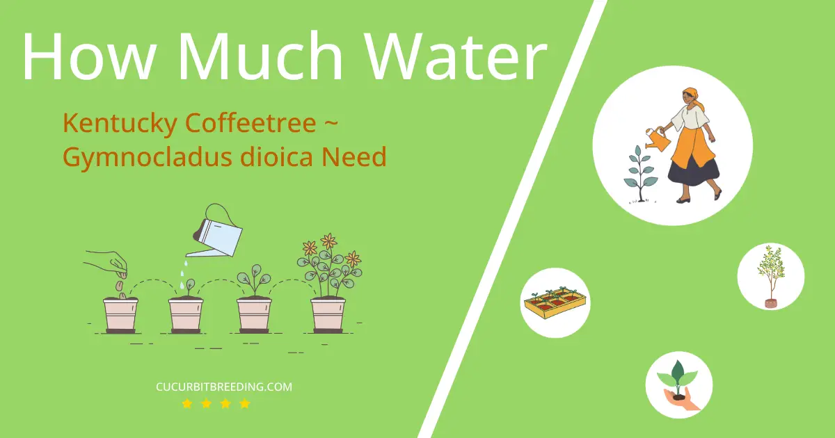 how often to water kentucky coffeetree gymnocladus dioica