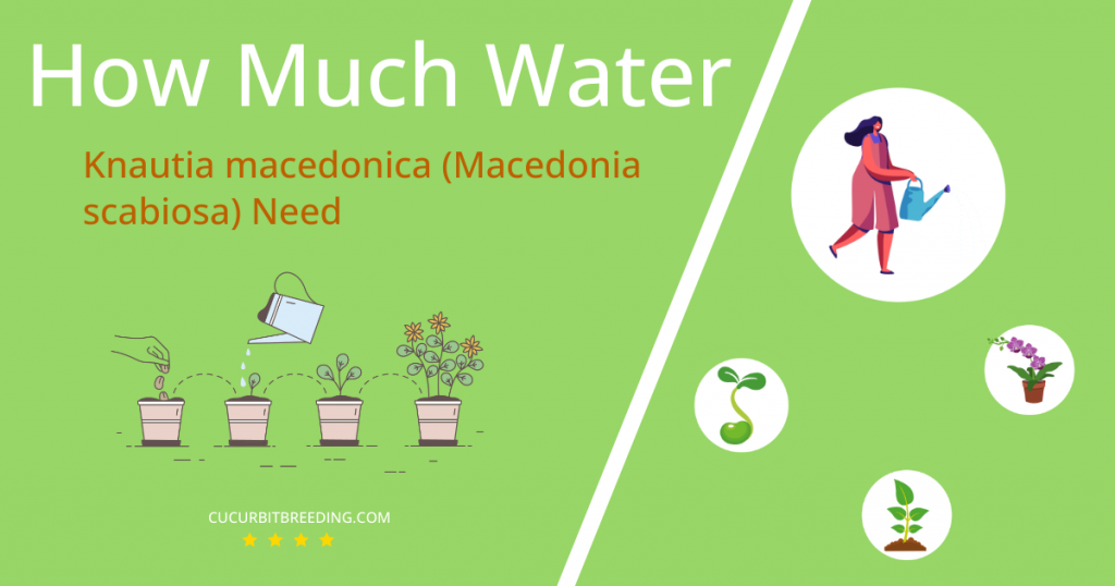 how often to water knautia macedonica macedonia scabiosa