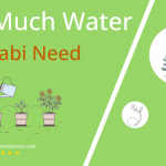 how often to water kohlrabi