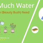 how often to water kolkwitzia beauty bush
