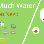 how often to water kombu