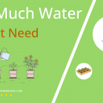 how often to water kurrat