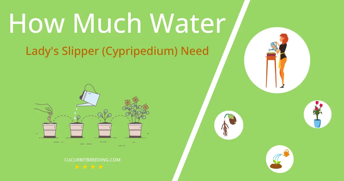 how often to water ladys slipper cypripedium