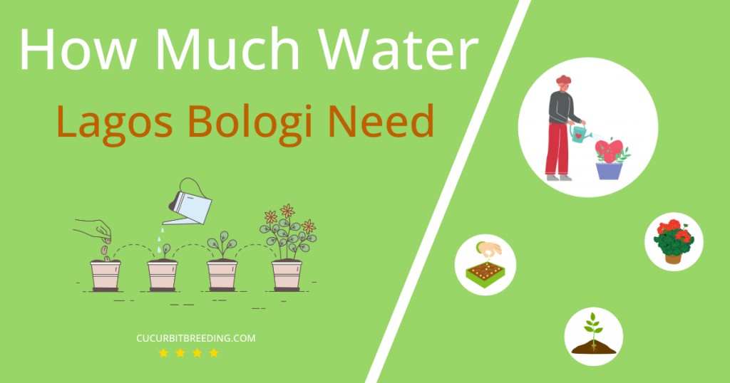 how often to water lagos bologi