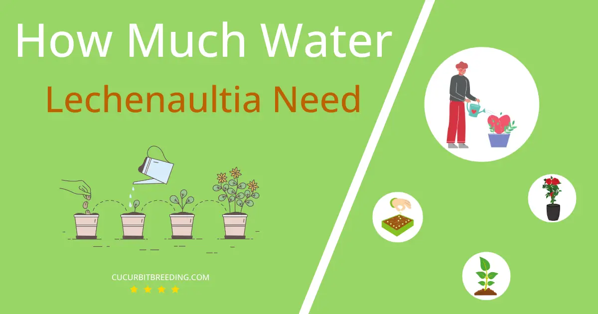 how often to water lechenaultia