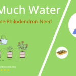 how often to water lemon lime philodendron