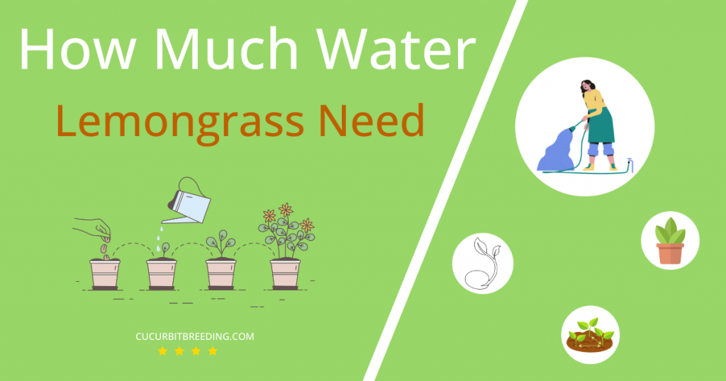 how often to water lemongrass