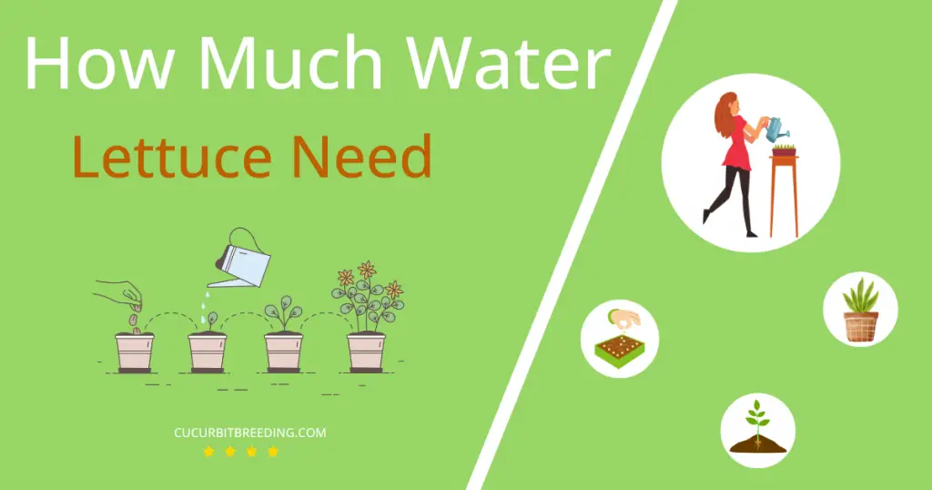 how often to water lettuce