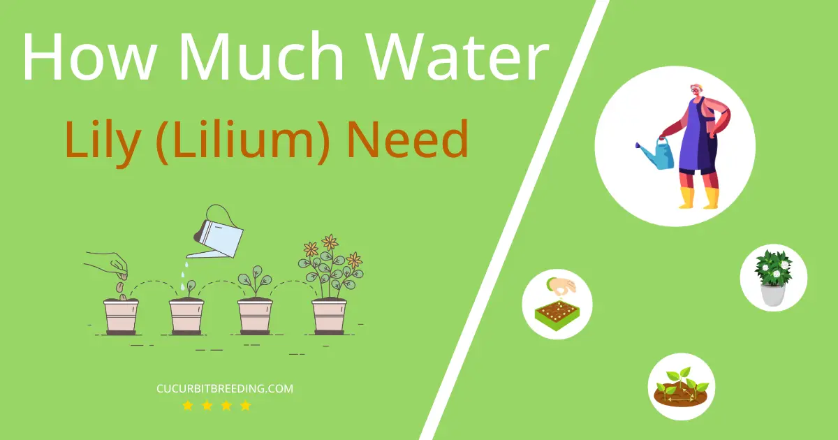 how often to water lily lilium