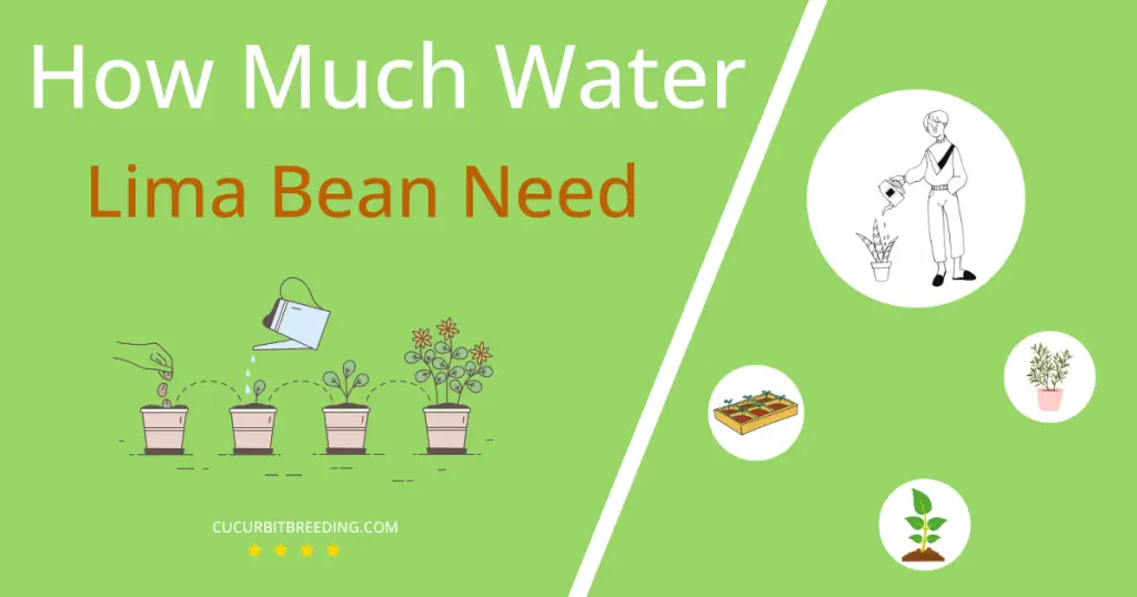 how often to water lima bean