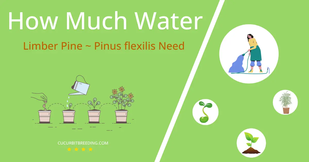 how often to water limber pine pinus flexilis