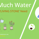 how often to water lithops living stone