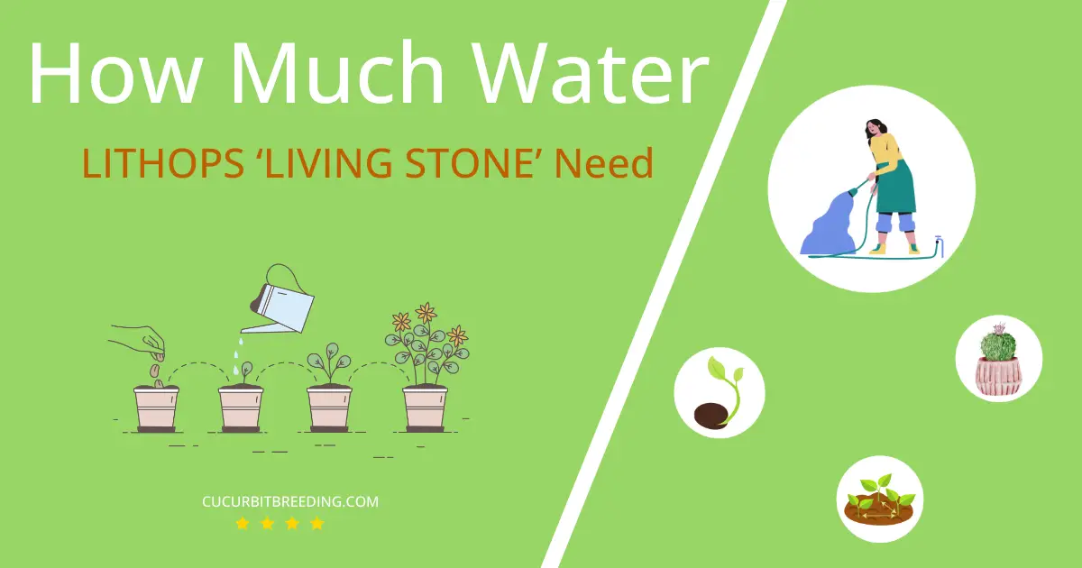 how often to water lithops living stone