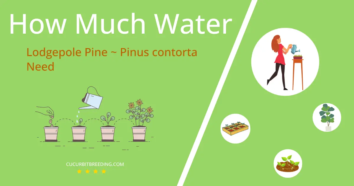 how often to water lodgepole pine pinus contorta