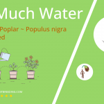 how often to water lombardy poplar populus nigra ‘italica
