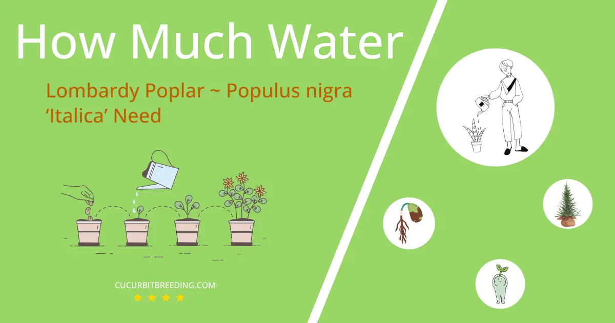 how often to water lombardy poplar populus nigra ‘italica