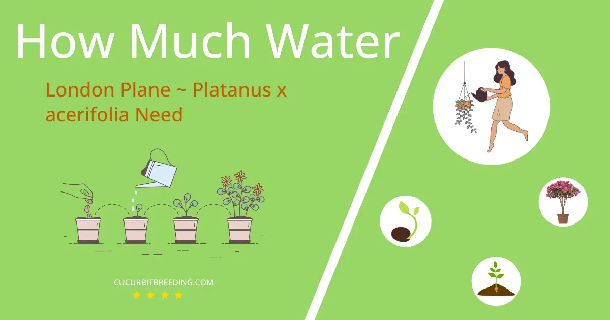 how often to water london plane platanus x acerifolia