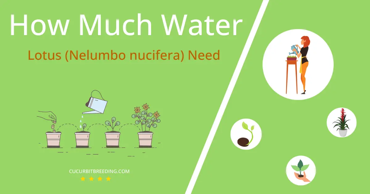 how often to water lotus nelumbo nucifera