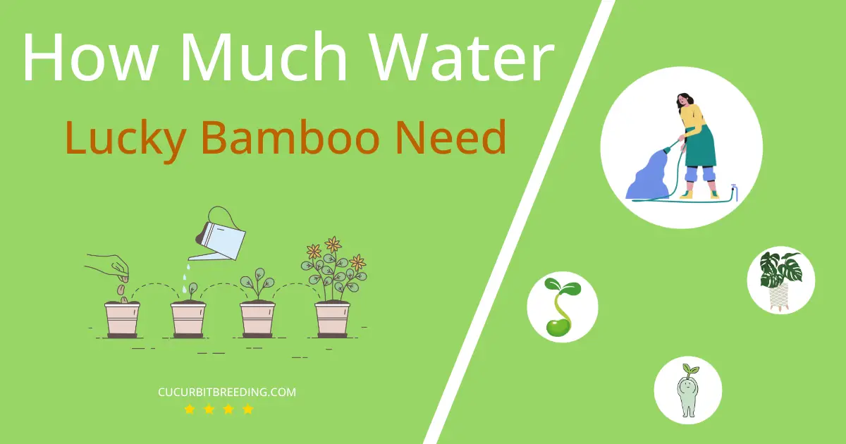 how often to water lucky bamboo