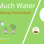 how often to water lunaria money plant