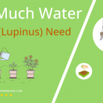 how often to water lupin lupinus