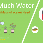 how often to water magnolia magnoliaceae