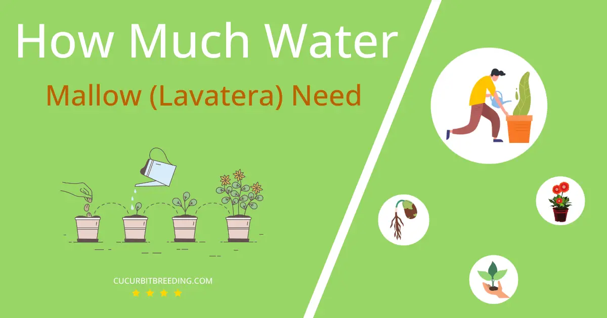 how often to water mallow lavatera