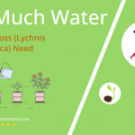 how often to water maltese cross lychnis chalcedonica