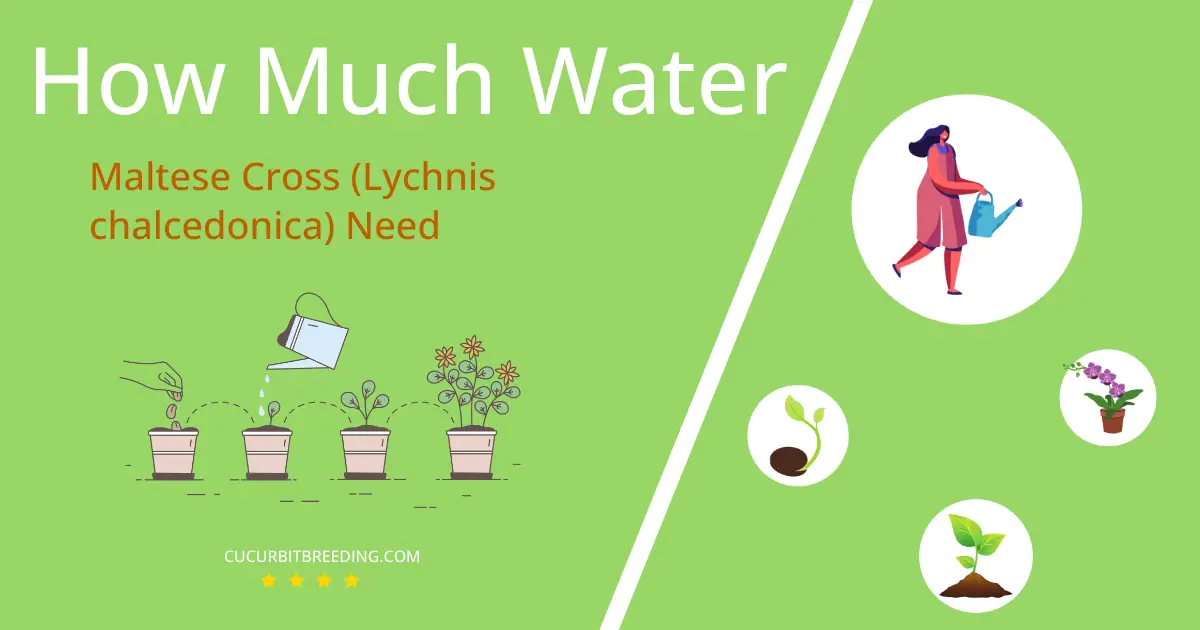 how often to water maltese cross lychnis chalcedonica