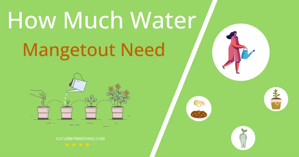 how often to water mangetout