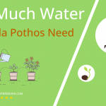 how often to water manjula pothos