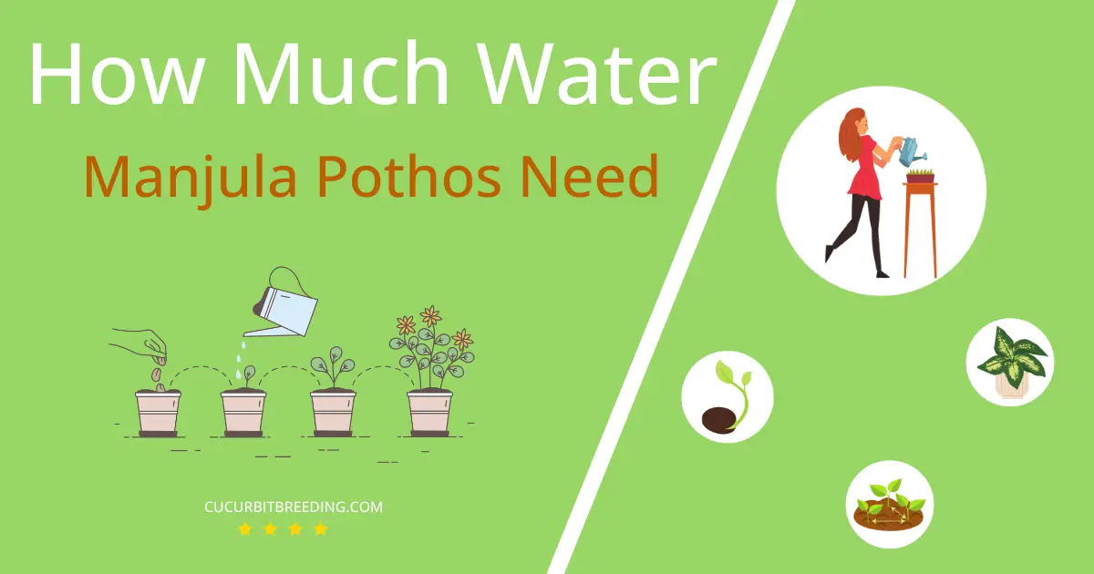 how often to water manjula pothos