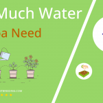 how often to water manoa