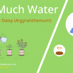 how often to water marguerite daisy argyranthemum