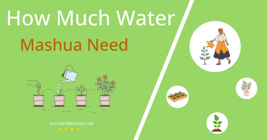 how often to water mashua
