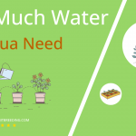 how often to water mashua