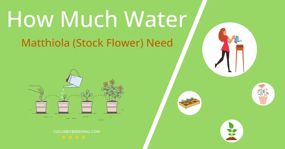 how often to water matthiola stock flower